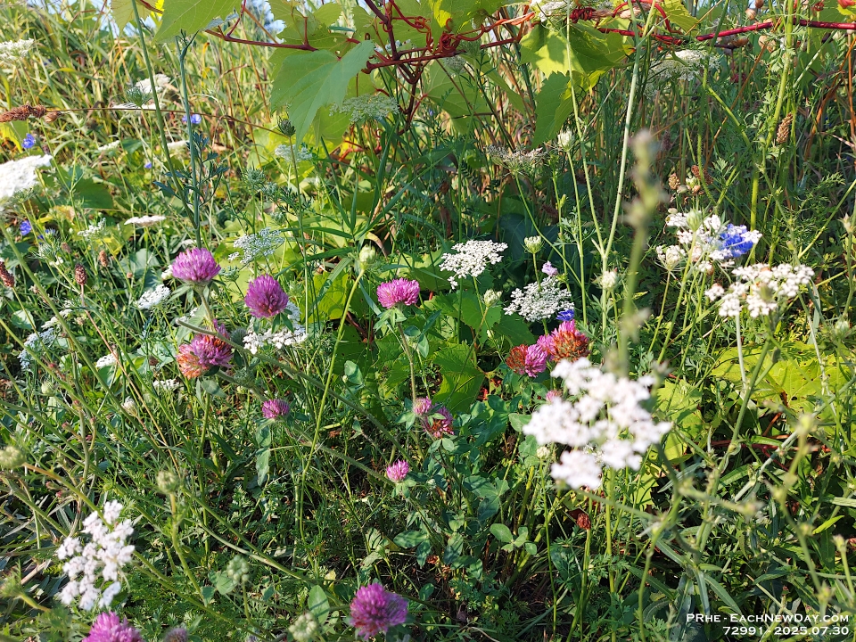 72991CrLeUsm - Meadow by Clayt French Park